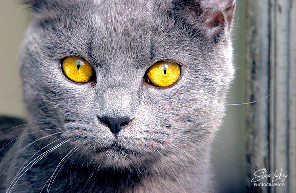 Russian Blue, Norwalk, CT