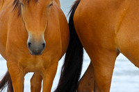 Wild Horses, Assateague Island, MD