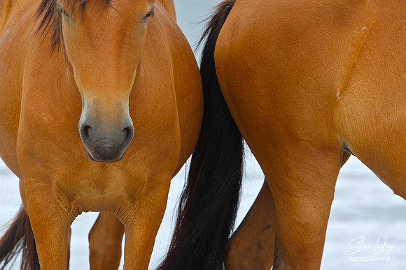 Wild Horses, Assateague Island, MD