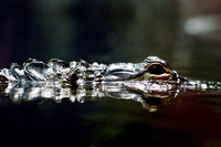 Alligator, South Carolina