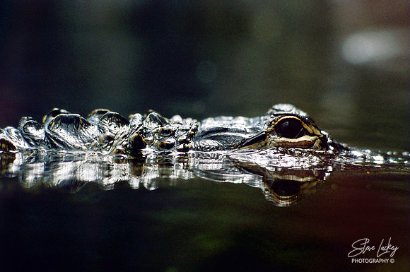 Alligator, South Carolina